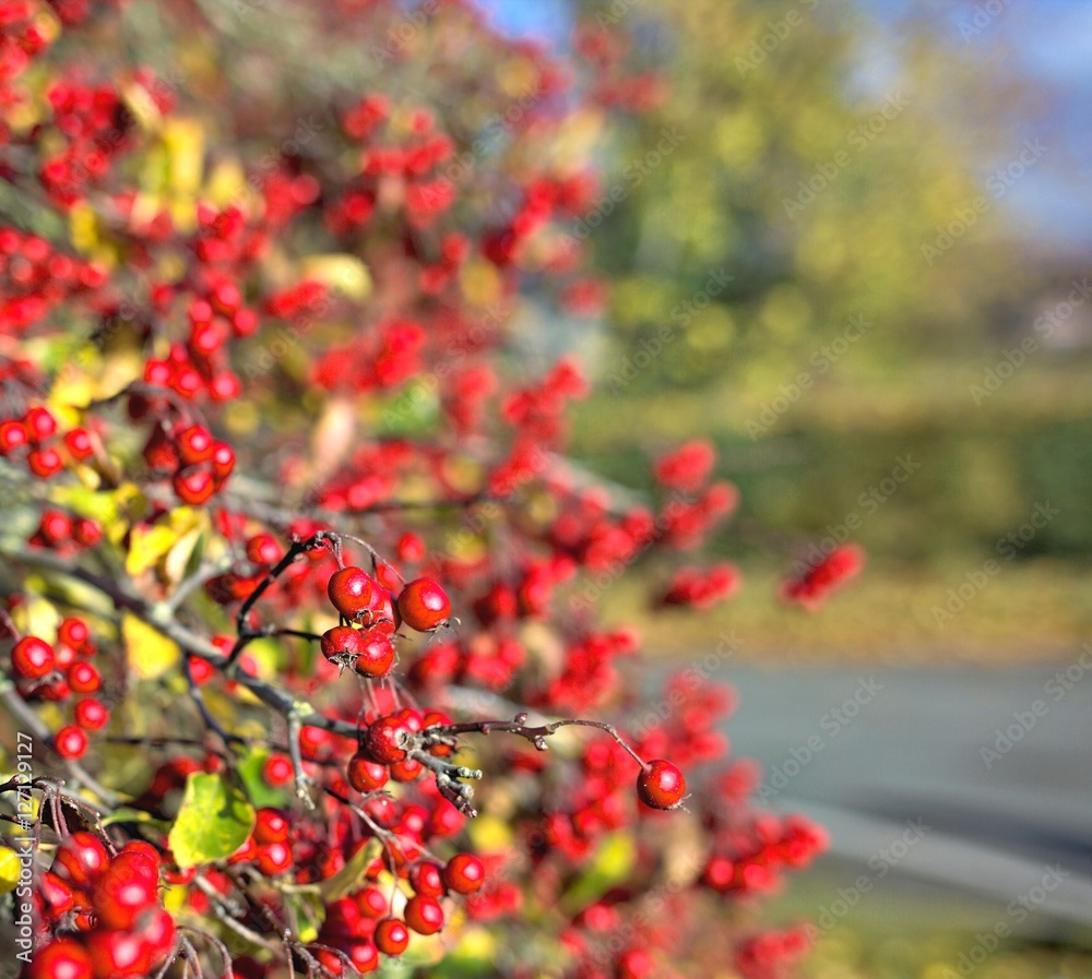 Red autumnal wild fruits. Beautiful hawthorn berries with vivid