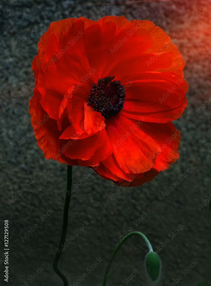 Obraz premium wild poppy flower at sunset.