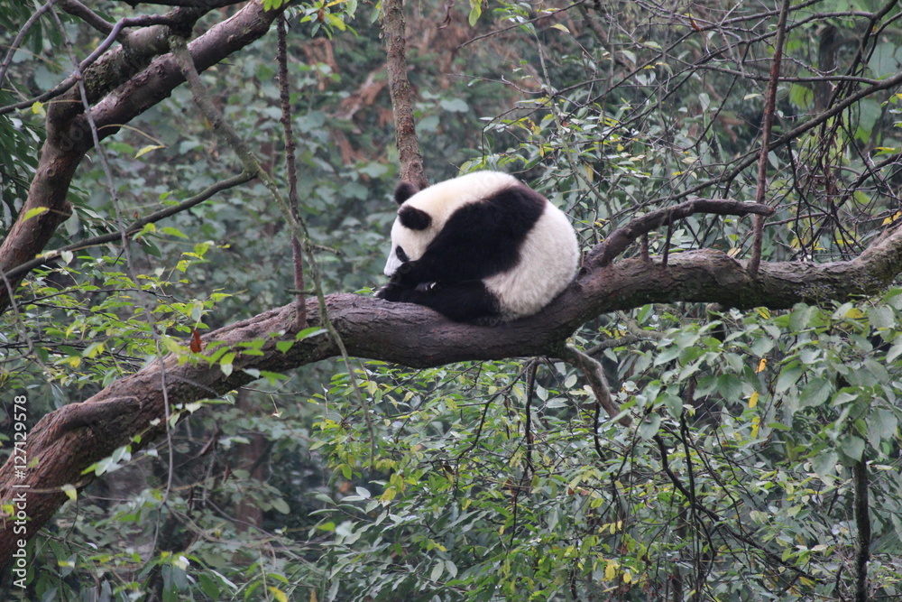 Obraz premium Baby Panda on the tree