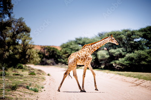 Junge Giraffe   berquert eine Stra  e  Kgalagadi Transfrontier Park  S  dafrika