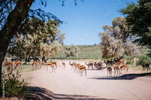 Eine Gruppe Springböcke überquert eine Straße, Kgalagadi Transfrontier Park, Südafrika