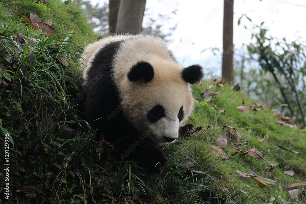 Obraz premium Baby Panda on the playground