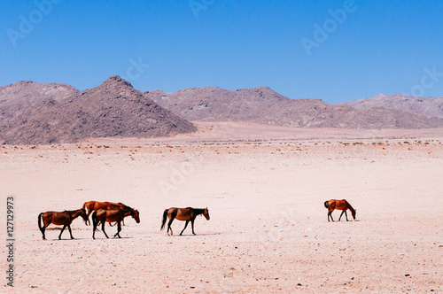 Group of Namib Desert Horses 