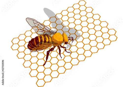 bee on honeycells