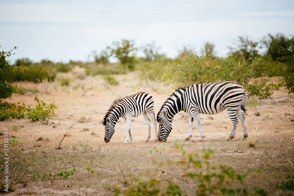 Fototapeta premium Zebra mother with foal