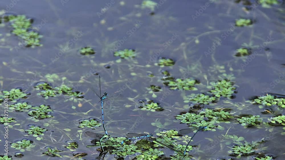 Blue-Tailed Damselfly, ischnura elegans, Dragonfly in Flight, Pairs mating, Pond in Normandy, Slow Motion Blue-Tailed Damselfly, ischnura elegans, Dragonfly in Flight, Pairs mating, Pond in Normandy, Slow Motion
