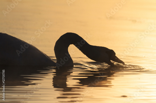 silhouette swan drinking water that gold color © drakuliren