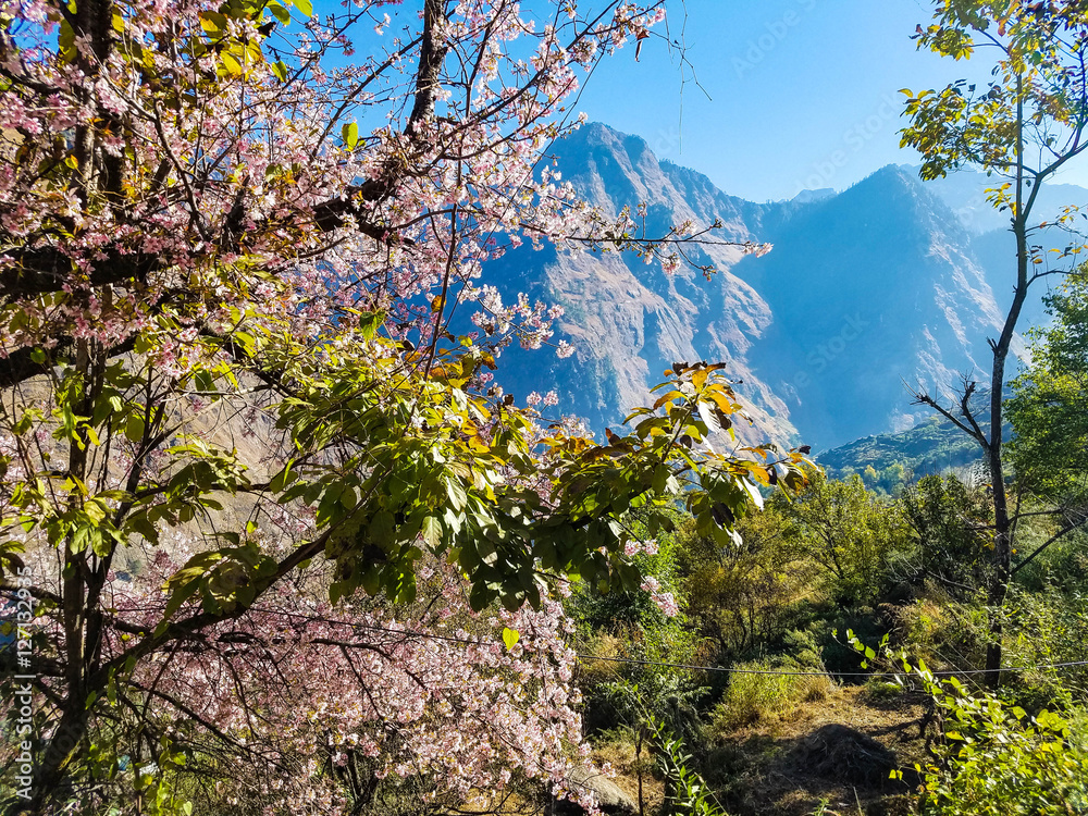 cherry blossoms at 10000 feet altitude, joshimath india. cherry blossoms at 10000 feet altitude, joshimath india.