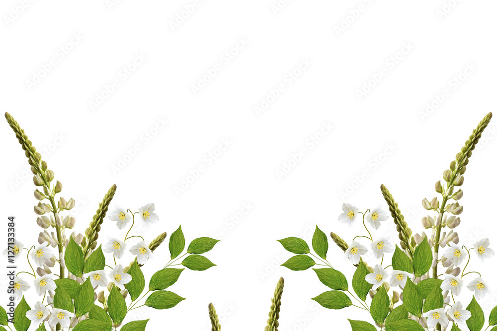 Fototapeta premium lupines beautiful flowers on a white background