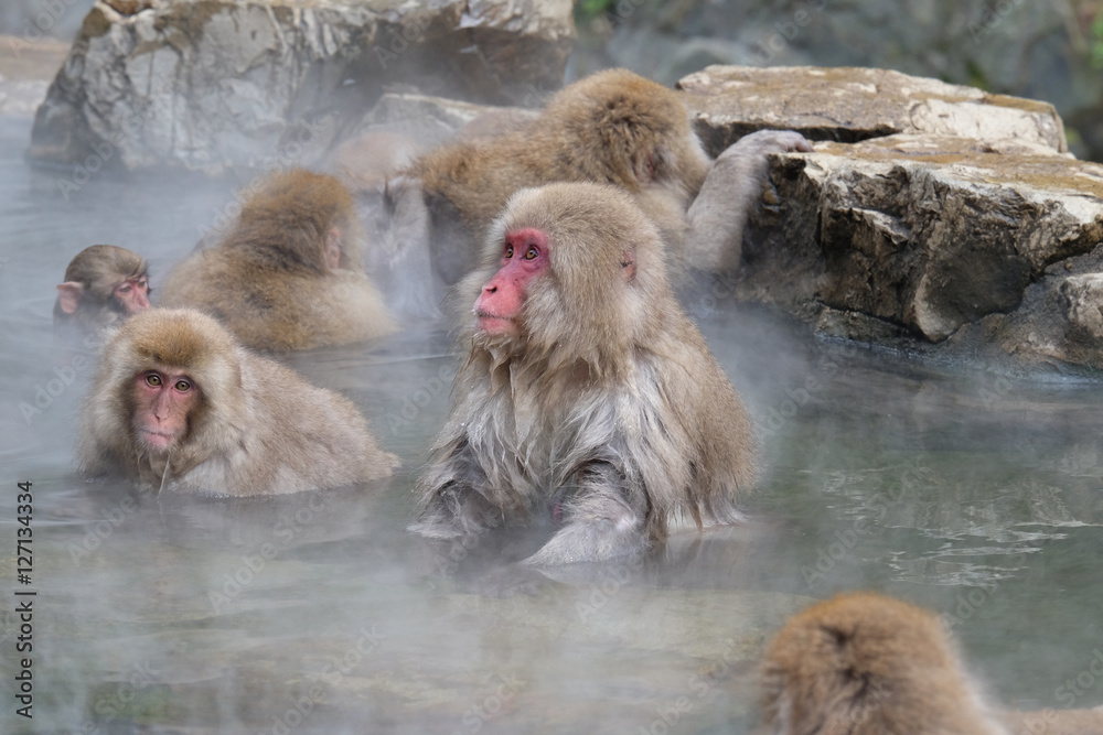 Naklejka premium 温泉に入るお猿 地獄谷にて 