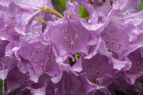 Wet lavender flowers of rhododendron in spring, Connecticut.
