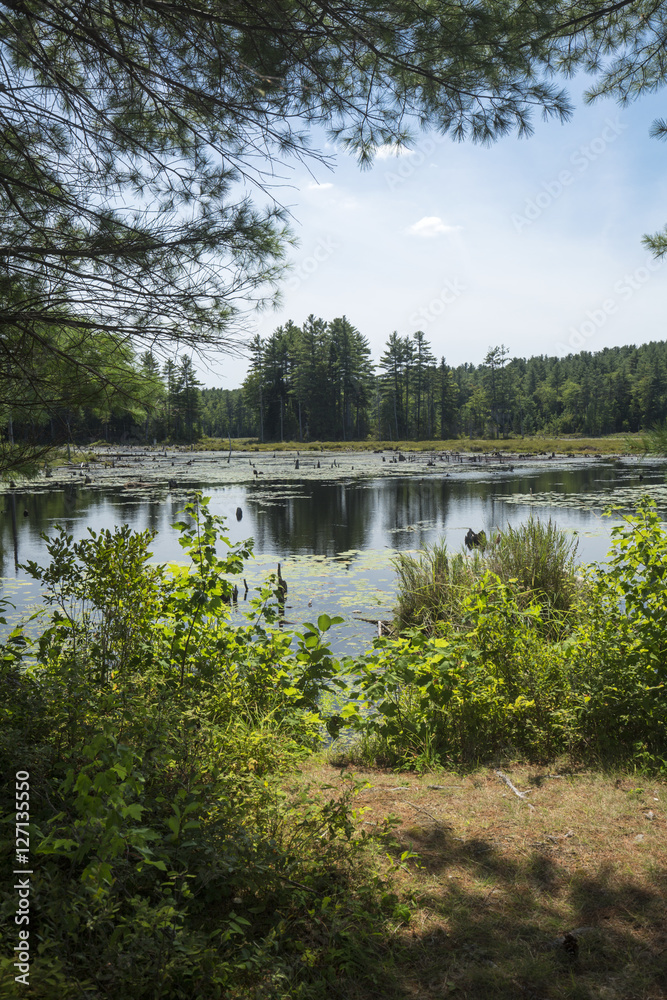 Swamp with beaver pond in New London, New Hampshire.