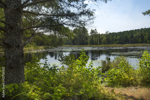 Swamp with beaver pond in New London, New Hampshire. photo
