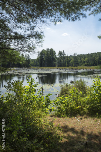 Swamp with beaver pond in New London, New Hampshire.