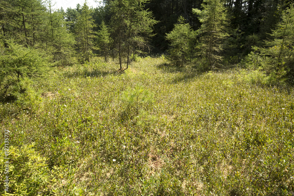 Peat bog with pioneer trees in New London, New Hampshire. Peat bog with pioneer trees in New London, New Hampshire.
