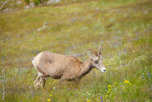 Young Big horn sheep in Mount Washburn hiking trail, Yellowston