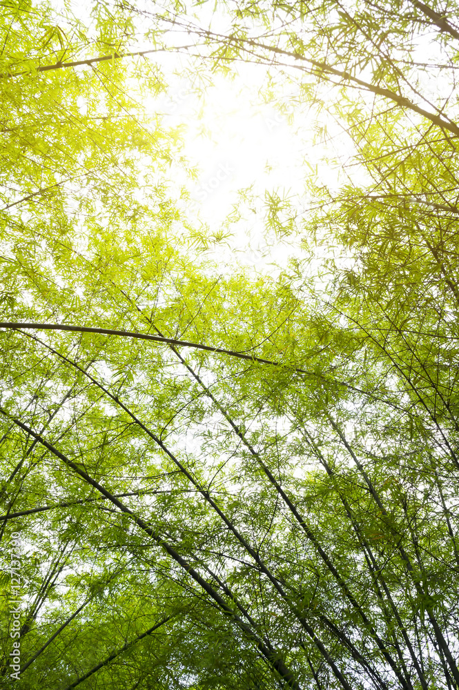 Fototapeta premium Bamboo forest with morning sunlight in defocused blur concept