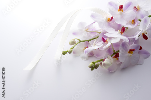 Fototapeta Naklejka Na Ścianę i Meble -  蘭　バンダ