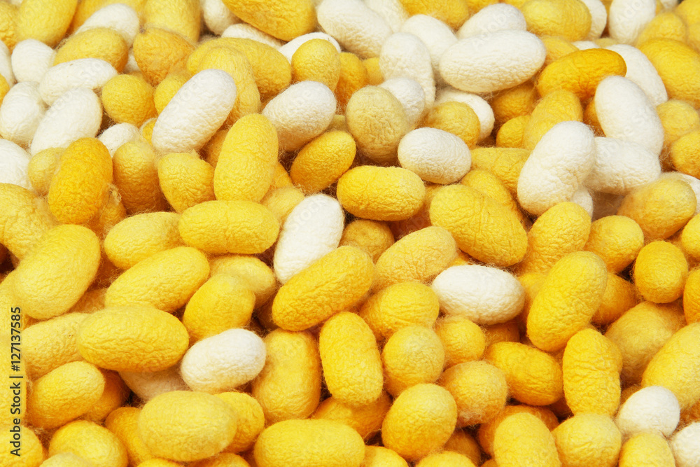 Silkworm cocoons, use as background Silkworm cocoons, use as background