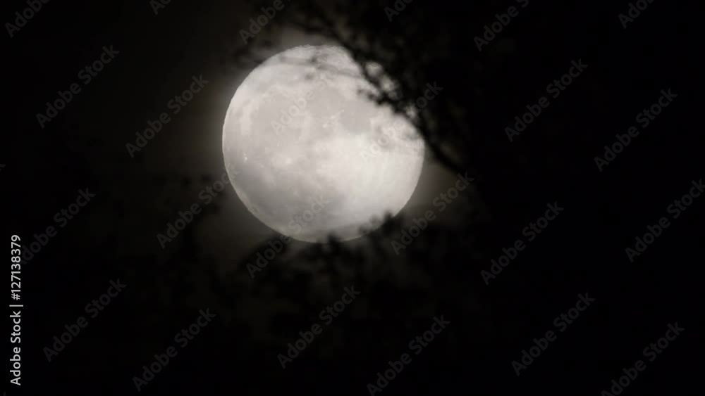 Full moon behind almost naked tree branches and twigs, leaves and twigs slightly moving in wind, selective focus Full moon behind almost naked tree branches and twigs, leaves and twigs slightly moving in wind, selective focus