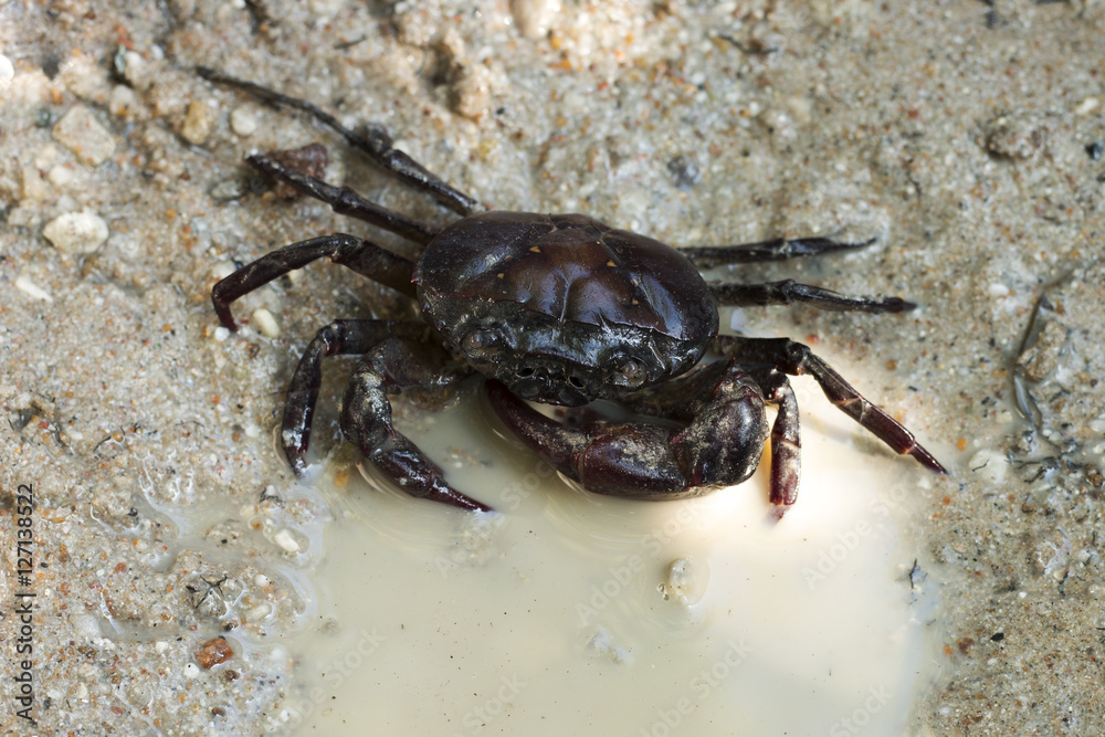 field crab on the ground and water