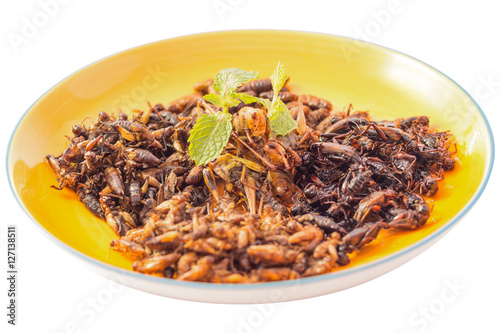 Food insect