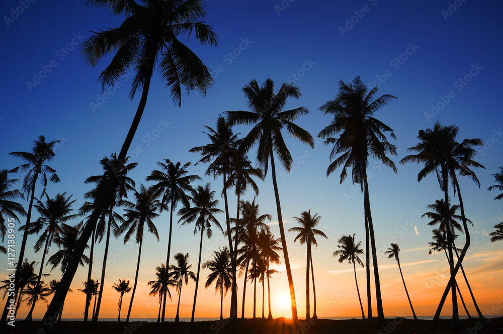 Summer holiday concept - Dramatic stunning morning light sunset and Silhouetted of coconut tree in low light photography 