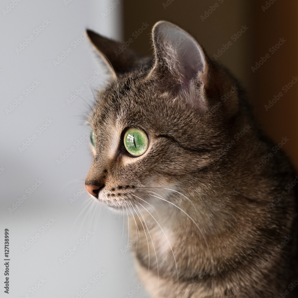 Кот с большими зелеными глазами
