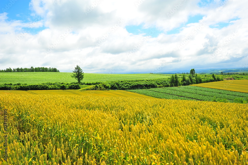 Wheat Fields Landscape