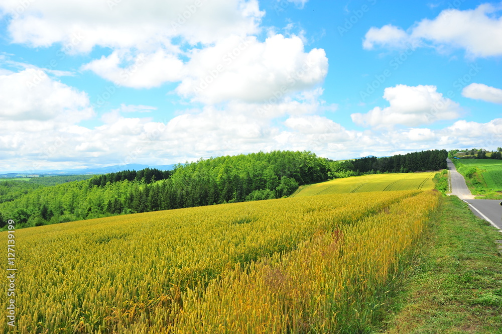 Fototapeta premium Wheat Fields Landscape
