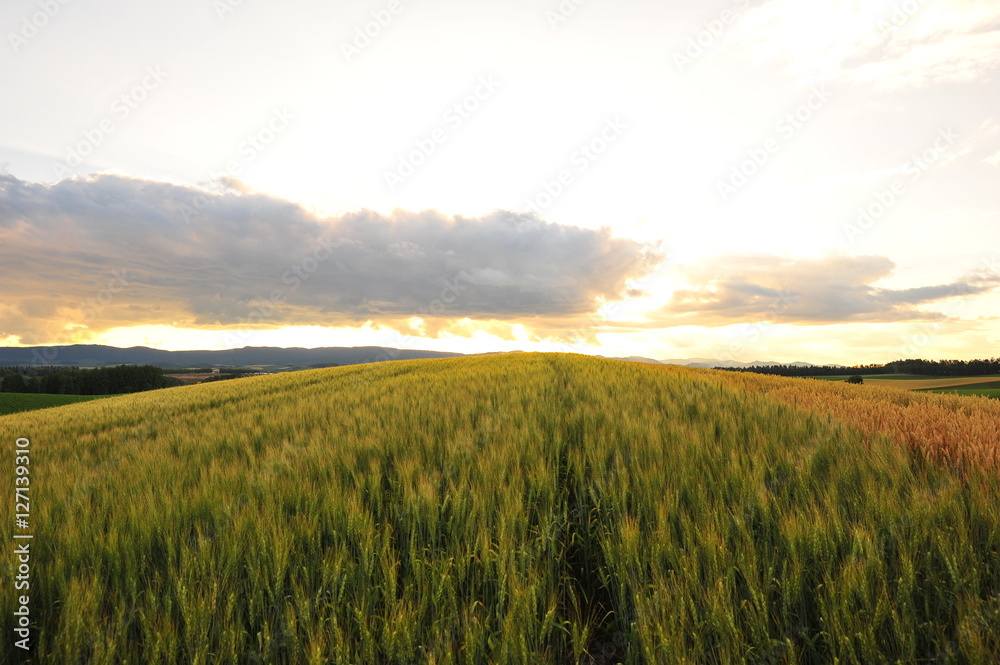 Wheat Fields Landscape