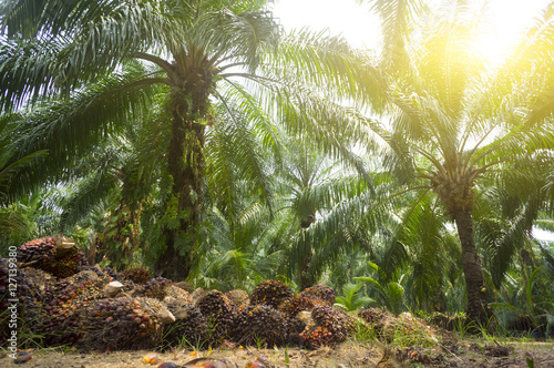 Alternative Energy - Palm oil plantation and morning sunlight