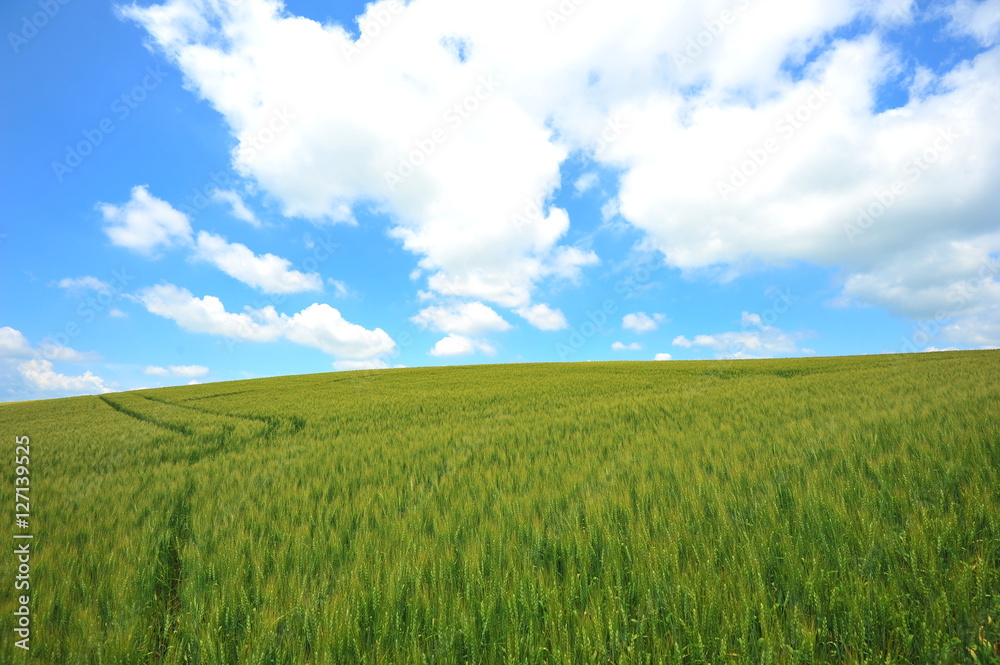 Wheat Fields Landscape