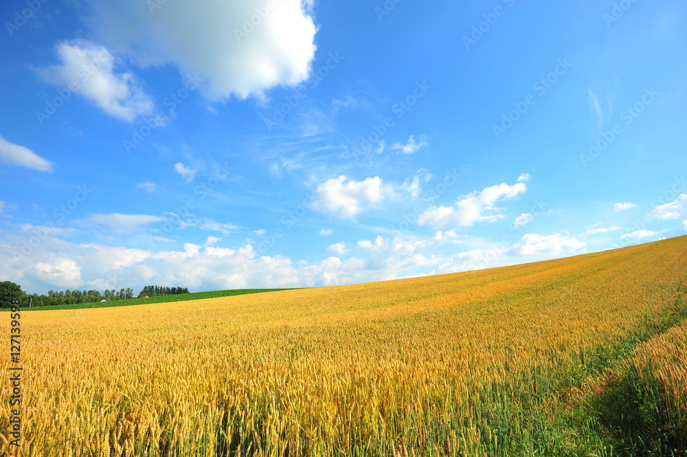 Wheat Fields Landscape Wheat Fields Landscape