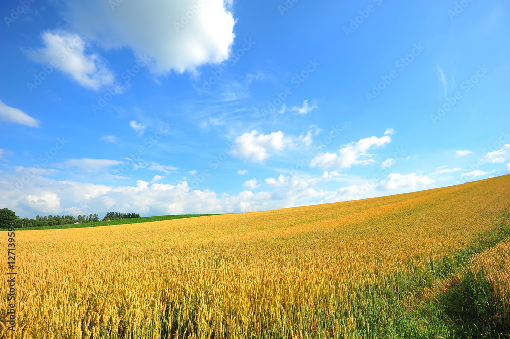 Wheat Fields Landscape