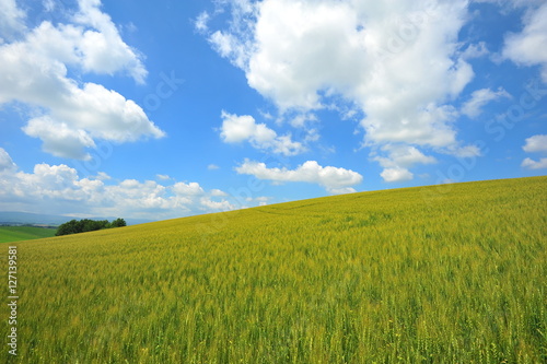 Wheat Fields Landscape