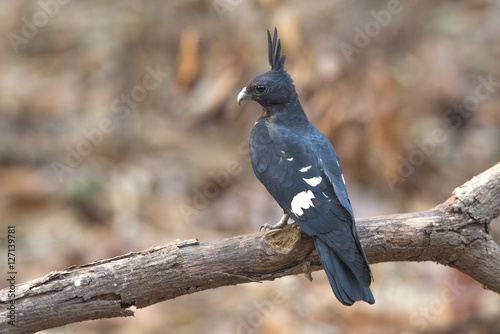 Black baza ,Black-crested Lizard Hawk, (Aviceda leuphotes)