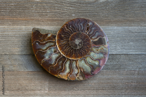Ammonite Quartz Fossil on Wood Background
