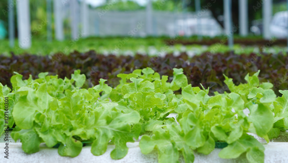 sprout in Hydroponics farm sprout in Hydroponics farm