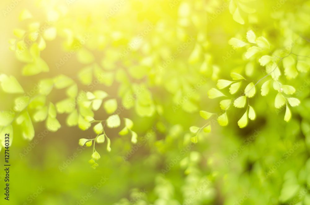 Freshness Concept - Natural defocused and depth of field (DOF) effect of green leaf, the bokeh effect and morning sunlight Freshness Concept - Natural defocused and depth of field (DOF) effect of green leaf, the bokeh effect and morning sunlight