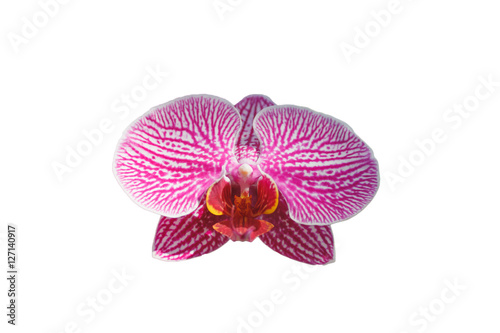 Pink orchid flower isolated on white background cutout  close-up object  concept of flower  clipping parts
