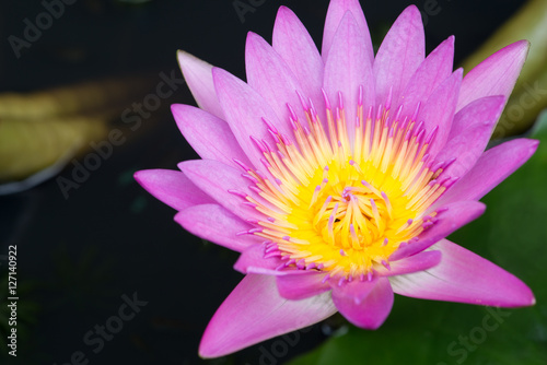 close up pink color fresh lotus blossom or water lily flower blo