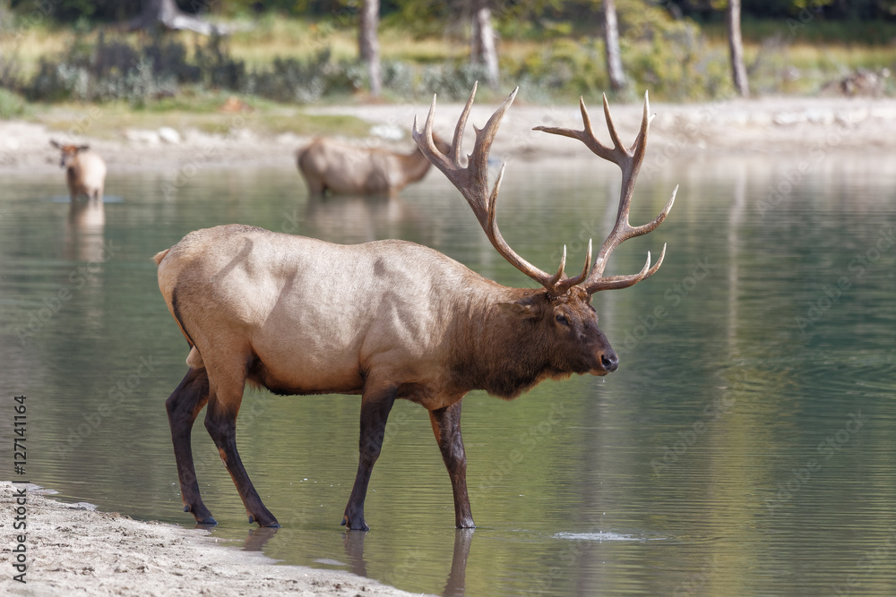 Fototapeta premium Bull Elk in Lake Annette-Jasper National Park, Alberta, Canada