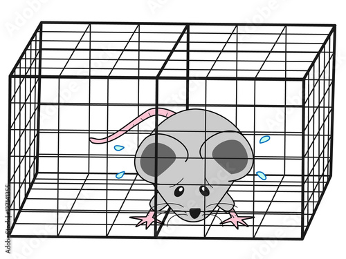 捕獲された鼠