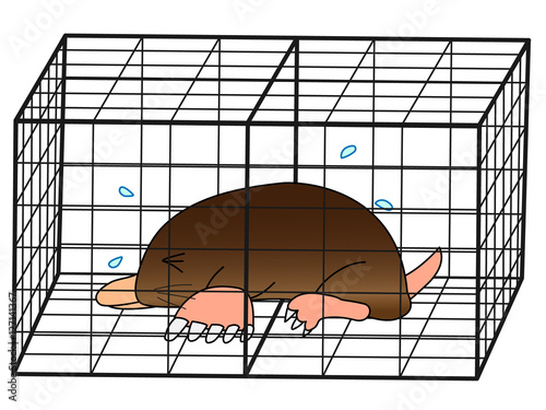 捕獲されたモグラ