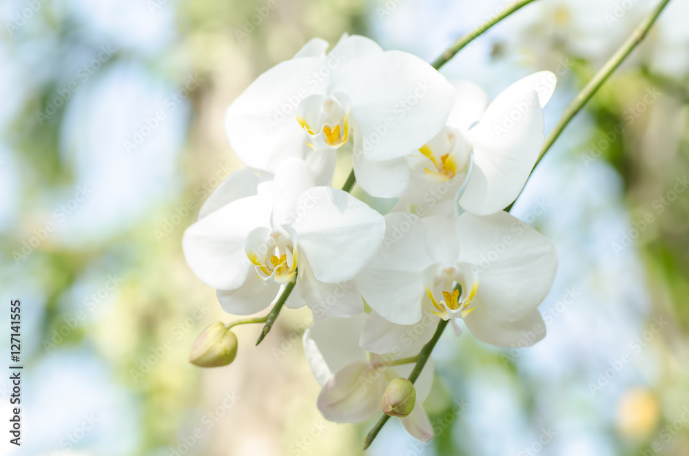 Obraz premium Biały kwiat orchidei (Phalaenopsis) kwitnie w naturze