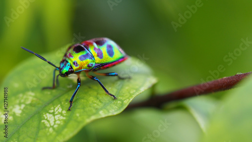 Close up of beetle on green leave and blurred nature background
