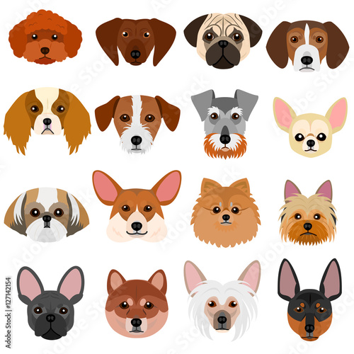 small dog faces set on white background