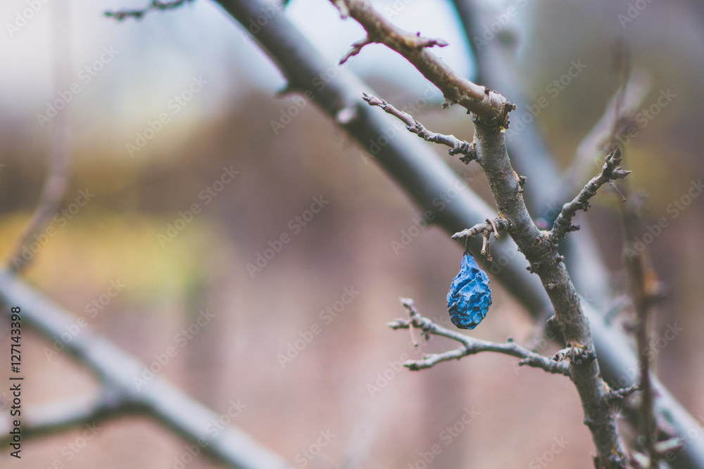 Obraz premium autumn purple fruit on a tree beautiful blurred colored background