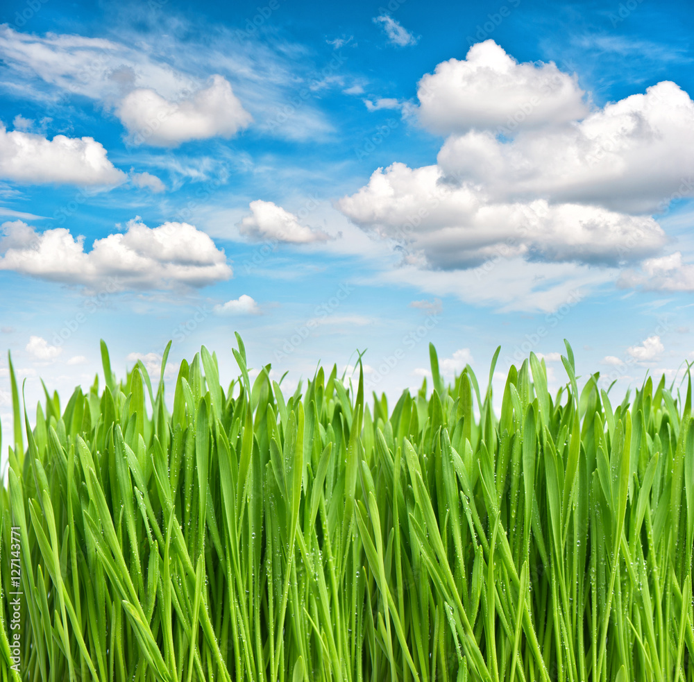 Fototapeta premium Green spring grass water drops blue sky Environment ecology conc